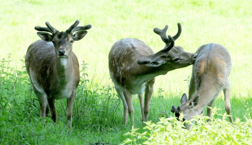 Lázeňský hotel PYRAMIDA I Františkovy Lázně